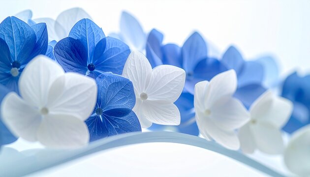 hydrangea flowers