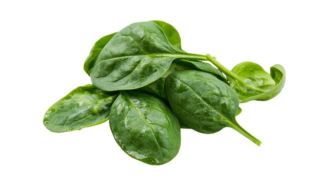 Fresh green spinach leaves with water droplets, isolated on transparent background