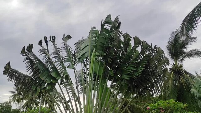 Traveller's palm tree