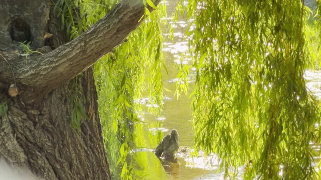 A gnarled willow tree frames a sparkling river in Simferopol, Crimea. Lush green branches drape beautifully over the water, creating a deeply peaceful and joyful feeling.