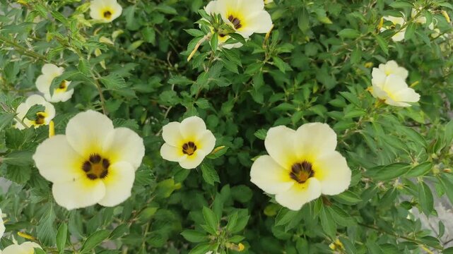 White buttercup in spring