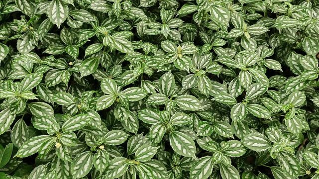 green leaves background