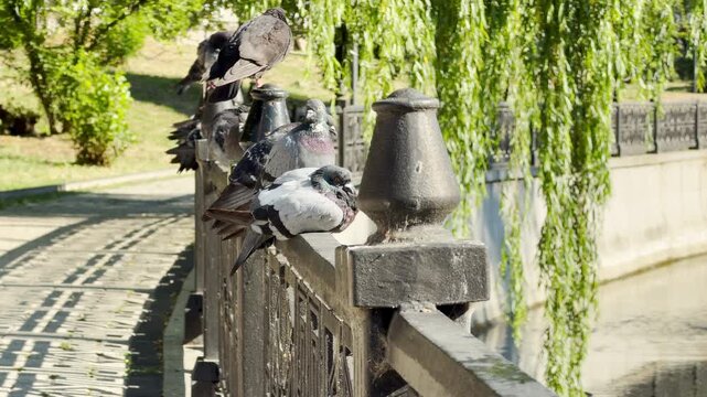 A group of pigeons rests peacefully on a metal railing along a river in Simferopol, Crimea. Surrounded by lush greenery, this tranquil scene evokes a sense of calm and harmony with nature.