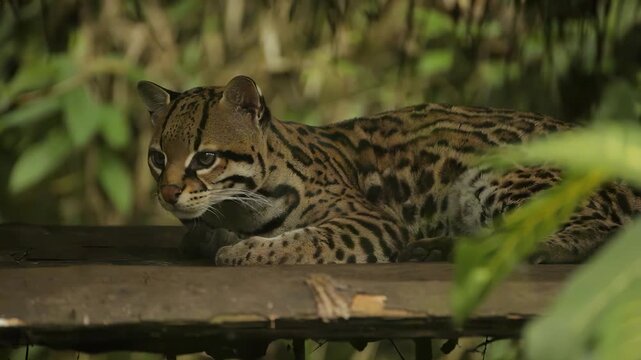 Wild ocelot resting peacefully on a wooden platform in lush green jungle surroundings