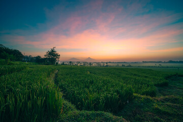 Fototapeta premium sunrise over the field
