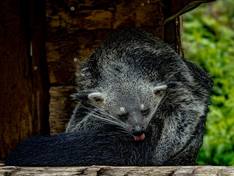 Malayan sun bear (Helarctos malayanus), small bear with short black fur and distinctive orange-yellow chest marking