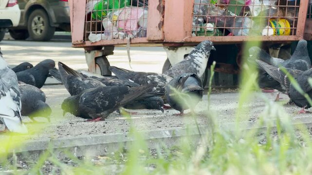A flock of hungry pigeons pecks at food on the pavement by a large metal dumpster. This urban scene feels chaotic and busy, highlighting the persistent survival instinct of city birds.