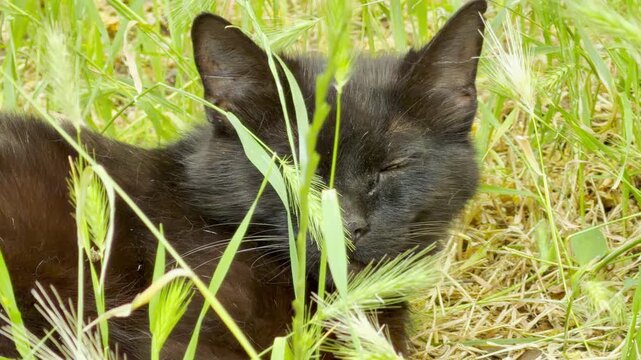 A fluffy black cat relaxes among tall green grass weeds. The sleepy feline enjoys a peaceful moment under the bright sun. This serene scene evokes a calm and cozy feeling.