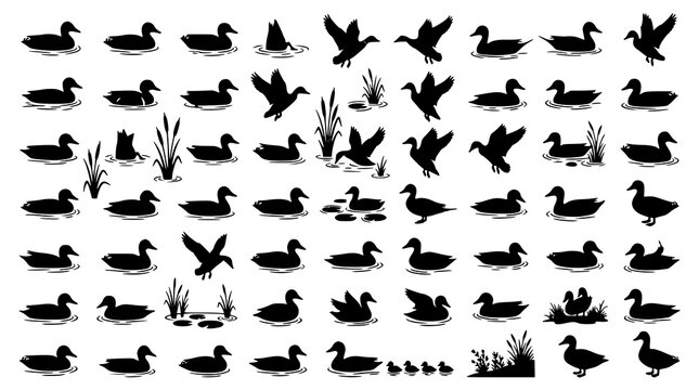 Premium Duck and Wetland Silhouette Mega Collection with Cattails Black Vector Illustration