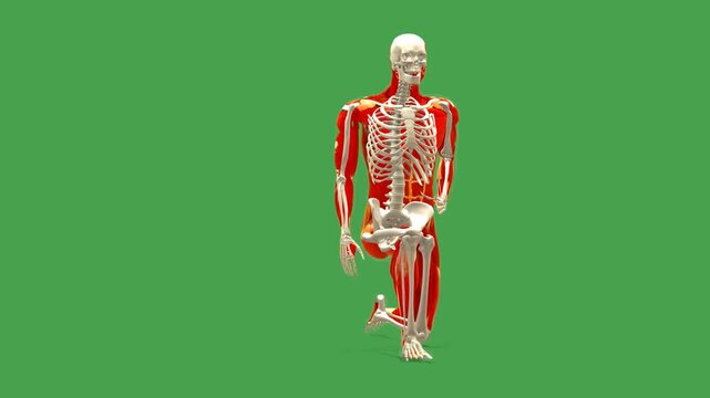 Anatomy Model: Hip Flexor Stretch Exercise (180 Loop, Chroma)