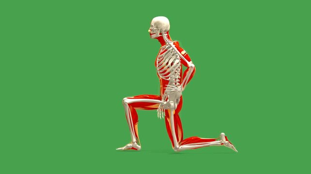 Anatomy Model: Hip Flexor Stretch Exercise (Side View, Chroma)