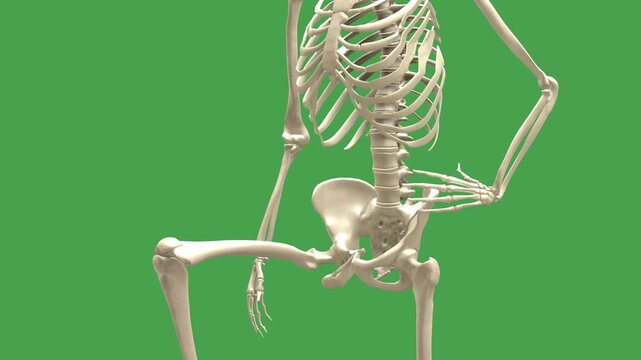 Skeleton Model: Hip Flexor Stretch Exercise (Close-Up, Chroma)