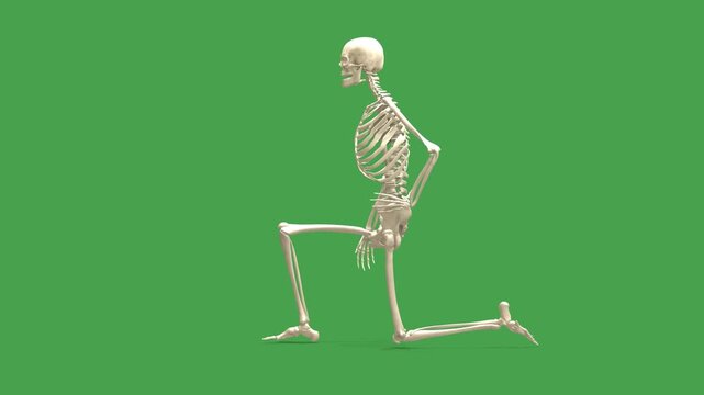 Skeleton Model: Hip Flexor Stretch Exercise (Side View, Chroma)