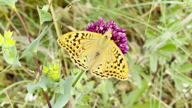 cheerful fritillary butterfly rests gracefully on a purple flower. It sits peacefully in a sunny meadow in Simferopol, Crimea, evoking a joyful and serene feeling.
