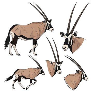 Detailed Oryx Antelope Illustration Posing on White Background