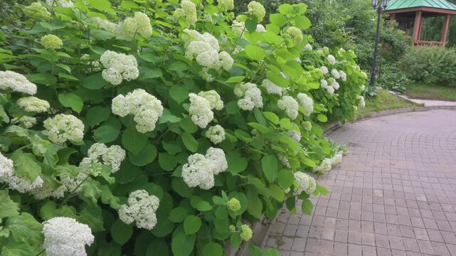 White hydrangea bushes in the park. The beauty of flowers. Landscape design in a city park.