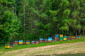 Fototapeta premium Bee hives in a forest clearing surrounded by green coniferous trees. Natural honey production in a peaceful woodland apiary. Landscape featuring traditional beehives in a pristine forest environment.