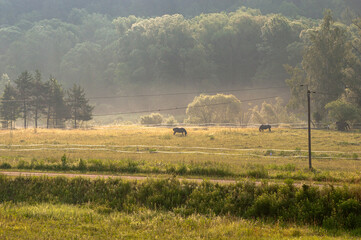 Fototapeta premium Pasture with grazing bay horses in the morning sunlight. Summer rural landscape featuring domestic chestnut equines feeding on a paddock against a lush forest backdrop. Peaceful countryside scene.