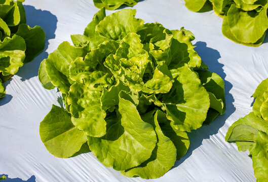 Close-up of a fresh green lettuce head growing through white plastic mulching film, organic salad plant cultivation and modern agribusiness concept