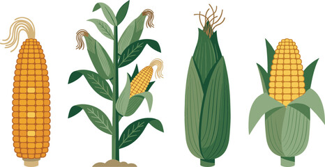 Fresh corn growth stage and harvest set vector illustration featuring sweetcorn stalk raw ear cob with husk isolated on white background. © MdSaddam