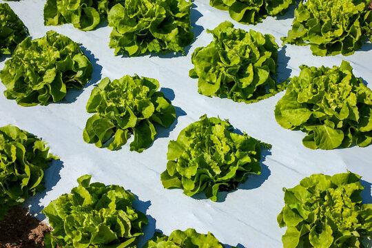 Lush green lettuce heads growing in rows through white mulching plastic film, modern vegetable farming and agro-technology concept, organic salad plantation