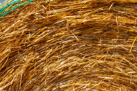 Close-up texture of a golden straw bale compressed into a roll, detailed dry yellow hay stalks with green wrapping net, autumn harvest and cattle fodder concept