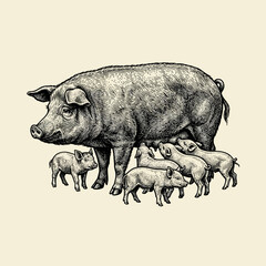 Vintage engraving of a mother pig nursing her small piglets © narvian