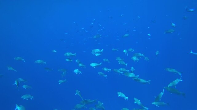 fish swims in the blue sea