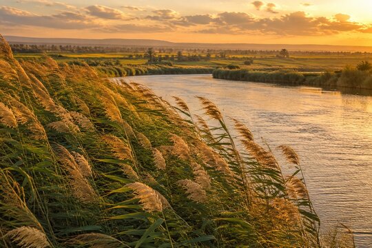 Lush reed beds along a riverbank swaying in warm wind, golden hour light.