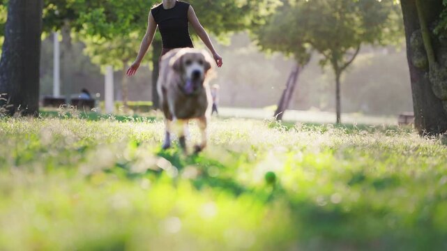 Dog playing fetch with owner in park during sunny afternoon
