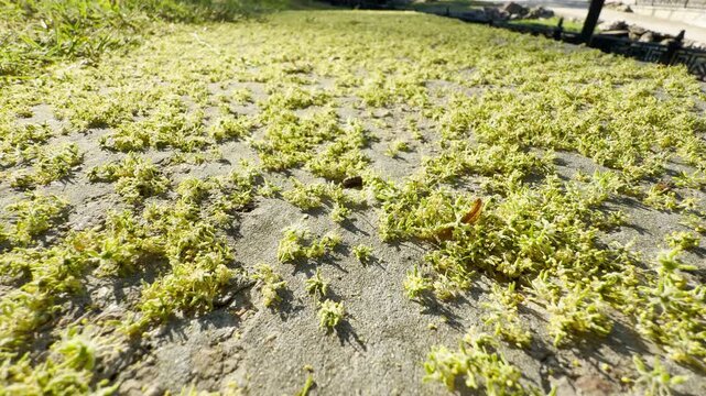 Tiny yellow blossoms carpet the concrete sidewalk in Simferopol, Crimea. The soft, natural scattering creates a serene and peaceful atmosphere, celebrating the gentle cycle of spring.