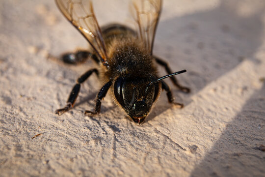 abeja