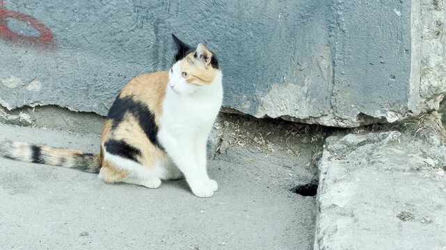 A beautiful calico cat sits alertly on the concrete ground. The curious pet watches a small hole near a weathered grey wall. It looks calm yet deeply focused