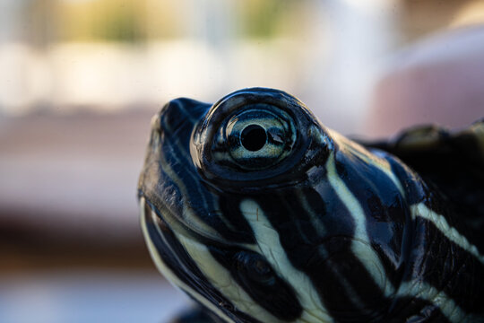 tortuga