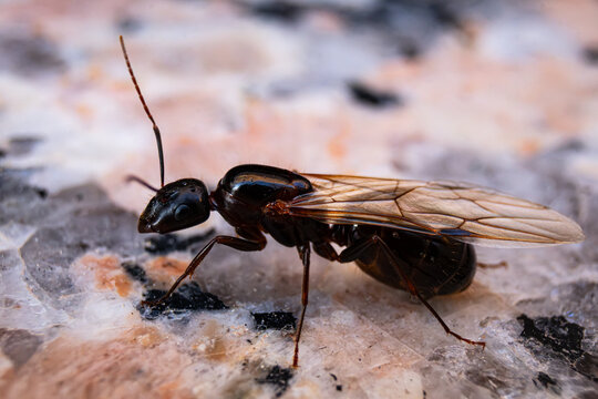 hormiga