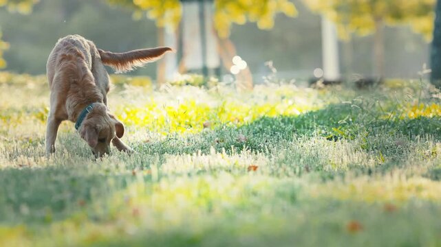 Golden dog runs happily in park during sunny day