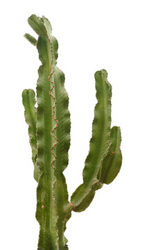 Isolated Candelabra Cactus Plant On White Background