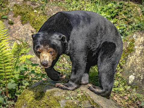 Malayan sun bear (Helarctos malayanus), small bear with short black fur and distinctive orange-yellow chest marking