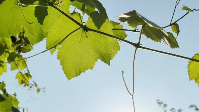 Vibrant green grape leaves joyfully bask under bright sunlight. The fresh vine reaches across a serene, clear blue sky.