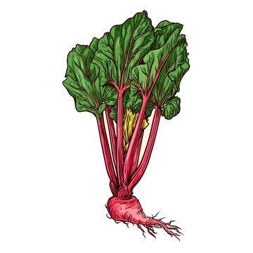 Rhubarb plant vector illustration with leaves and roots