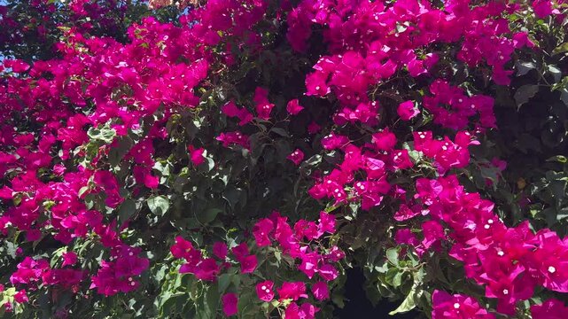 Vibrant pink bougainvillea flowers blooming in the sunlight in Portugal, colorful tropical blossoms as  nature background in 4K