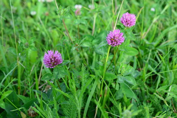 Fototapeta premium Red Clover Flowers Blooming in a Green Meadow copy space
