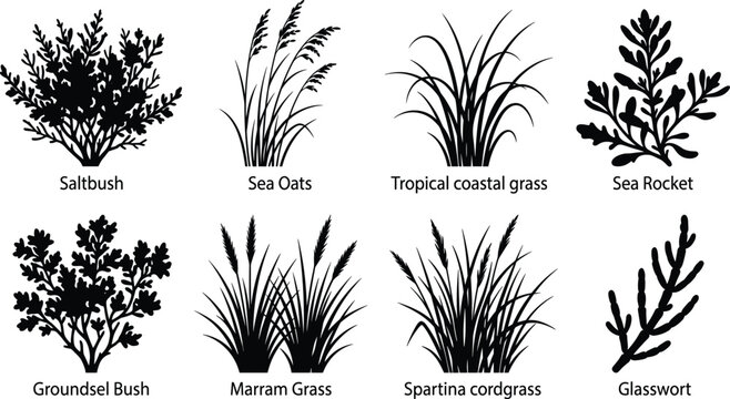 Coastal Dune Plant Silhouette Collection Featuring Saltbush Marram Grass Sea Oats and Shoreline Vegetation Vector Set