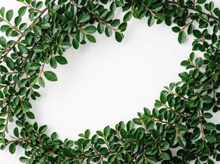 Fototapeta premium Natural frame made of fresh green leaves and branches arranged in an oval shape for a botanical design background template isolated on white background