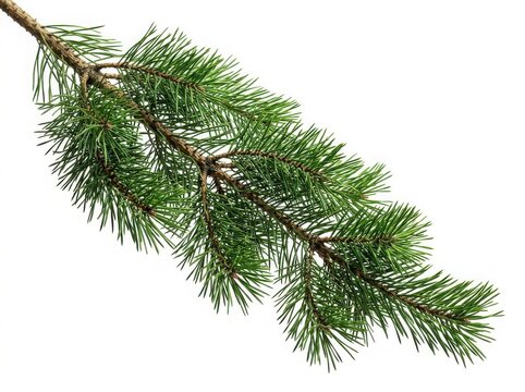 Fresh green pine tree branch with long needles closeup for nature design and winter holiday decoration and forest background isolated on white background