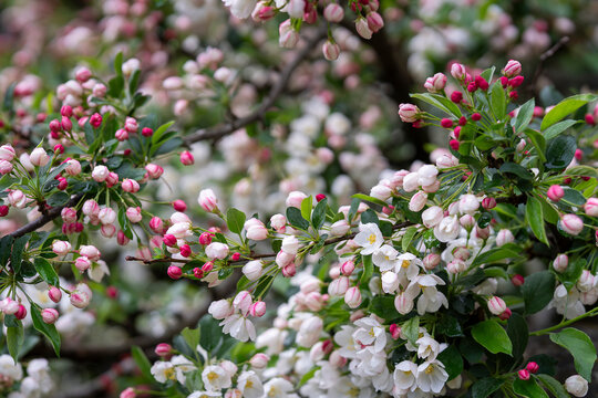 Every branch tells the story of spring's arrival as rosy buds unfold into delicate white blossoms. Malus toringo sargentii 'Tina' crabapple covered with pink buds and white blossoms in spring. 