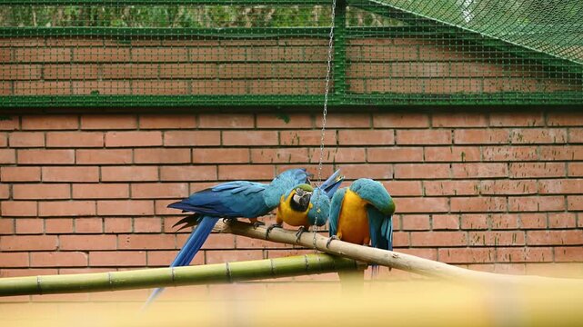 Three blue and yellow macaw parrots sitting on wooden perch inside zoo cage. Colorful exotic tropical birds family wildlife conservation and aviary protection concept wallpaper. Ara ararauna 