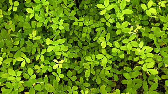 Fresh lush green tropical leaves neatly arranged in a geometric pattern overlapping each other with intricate vein details flat lay top view shot with soft natural diffused lighting for organic nature