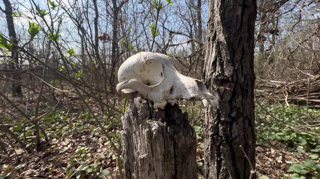 bleached cow skull with raised orbital ridges rests on a weathered tree stump in a spring forest, camera circling from front to side view among budding branches and green shoots