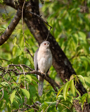 Shikra Bird Perched in Tiger Reserve, India &ndash; Close-up Wildlife Photography, Nature Background